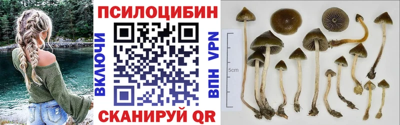Галлюциногенные грибы Psilocybe  магазин  наркотиков  Видное 